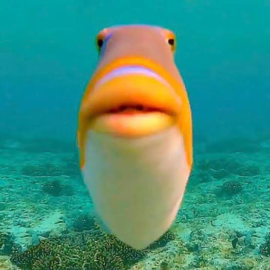 An unidentified fish