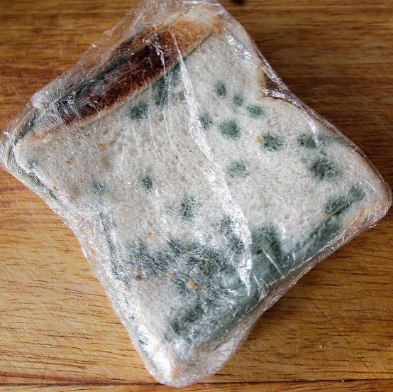 Lost Moldy Bread